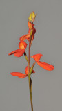 Disa cardinalis.