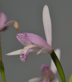Pogonia japonica. Close-up.side.