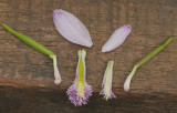 Pogonia ophioglossoides and P. japonica side by side.