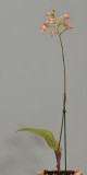 Cynorkis gibbosa.