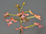 Cynorkis gibbosa. Closer.