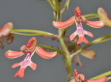 Cynorkis gibbosa. Close-up.