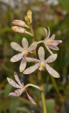 Dipodium paludosum. Close-up.