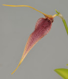 Masdevallia bennetii. Closer.