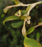 Bulbophyllum cimicinum