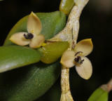 Bulbophyllum cimicinum