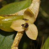 Bulbophyllum cimicinum. Close-up.