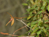 Bulbophyllum auriculatum. Side.