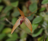 Bulbophyllum auriculatum. Close-up.