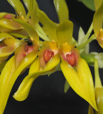 Bulbophyllum graveolens. Close-up.
