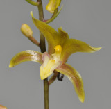 Chrysoglossum ornatum. Close-up.