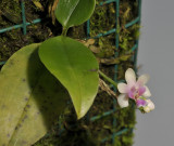 Phalaenopsis deliciosa.