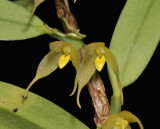 Bulbophyllum eutoreton. Close-up.
