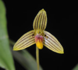 Bulbophyllum aspersum. Close-up.