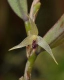 Bulbophyllum spec. Close-up.