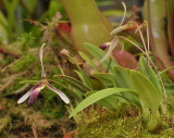 Bulbophyllum spec.