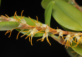 Bulbophyllum clandestinum aff. Close-up 20032110.