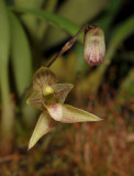 Bulbophyllum cymbidioides. Close-up.
