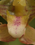 Bulbophyllum cymbidioides. Close-up. Detail of the lip.