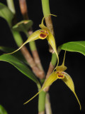 Bulbophyllum erythrosema. Closer.