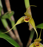 Bulbophyllum erythrosema. Close-up.