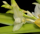 Bulbophyllum infundibuliforme. Close-up.