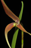 Bulbophyllum spec.  Close-up.