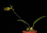 Bulbophyllum oobulbon.