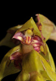 Bulbophyllum bicoloratum. Close-up.