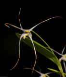 Dendrobium phalangium. Closer.