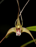 Dendrobium textile. Close-up.