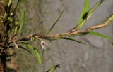 Bulbophyllum rhodoglossum.