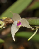 Bulbophyllum rhodoglossum. Close-up.