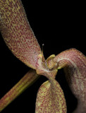 Bulbophyllum bandischii. Close-up.