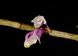 Dendrobium erosum.