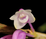 Dendrobium erosum. Close-up.