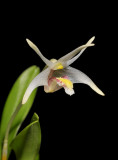 Dendrobium dichrotropis. Close-up.