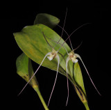 Dendrobium inauditum.