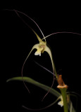 Dendrobium inauditum. Closer.