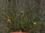 Dendrobium spec.