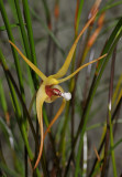 Dendrobium spec. Close-up.