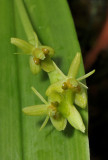 Liparis truncicola.