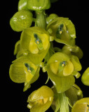 Crepidium cf. bisepalum. Close-up.