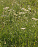 Daucus carota.