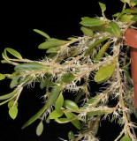 Bulbophyllum clandestinum.