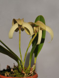 Bulbophyllum grandiflorum.