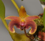 Bulbophyllum lobbii.