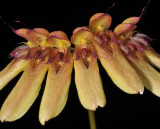 Bulbophyllum longiflorum. Close-up