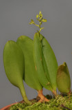 Bulbophyllum spec. sect. Lepanthanthe.