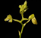 Bulbophyllum spec. sect. Lepanthanthe. Closer-up.